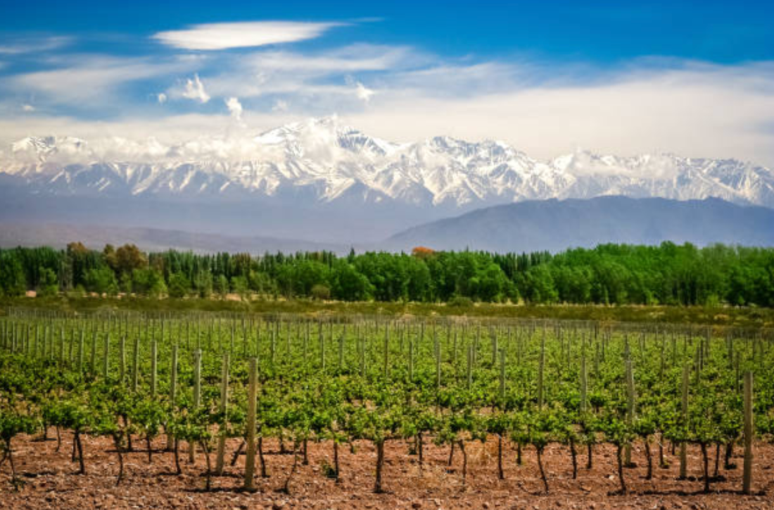 Viñedos de Mendoza